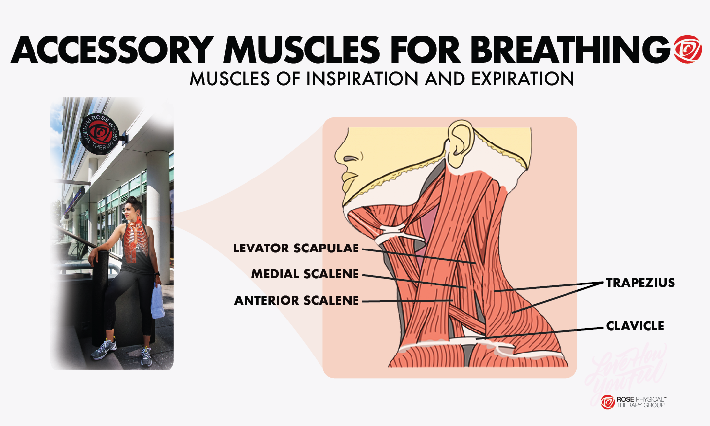 accessory muscles for breathing physical therapy