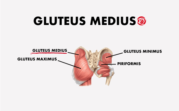 Gluteus medius anatomy