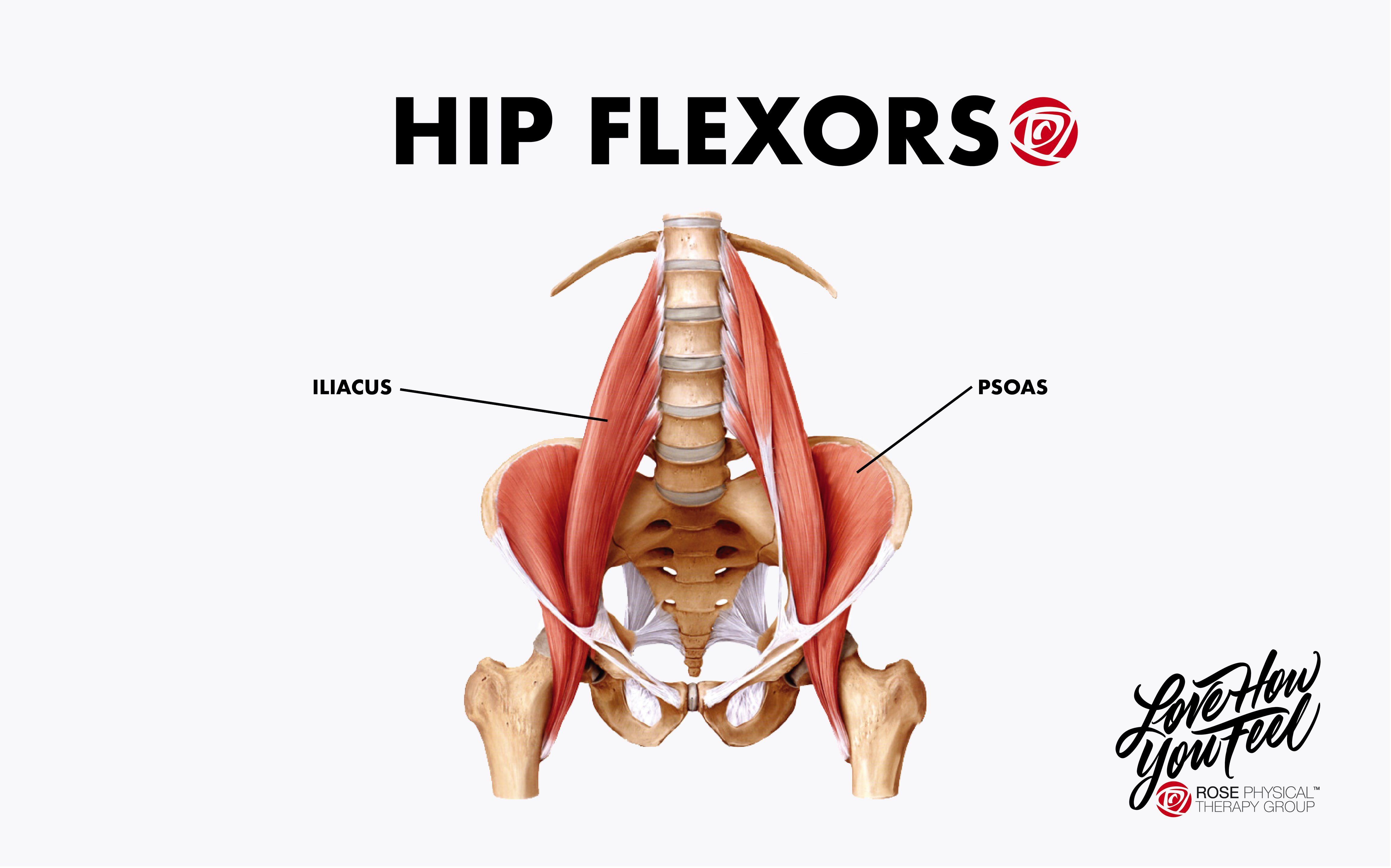 hip flexors