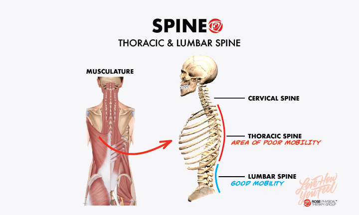 thoracic spine anatomy physical therapy