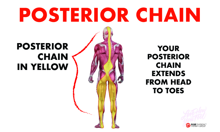 posterior chain back pain physical therapy in washington dc navy yard & capitol hill