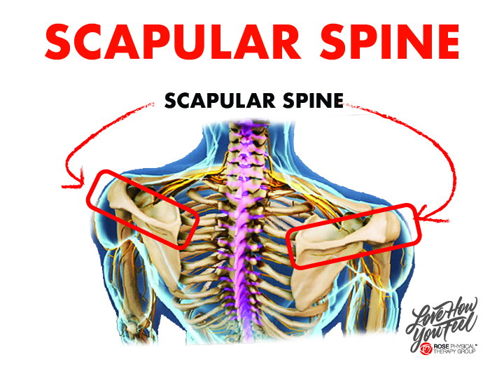 scapular spine back physical therapy in washington dc navy yard & capitol hill