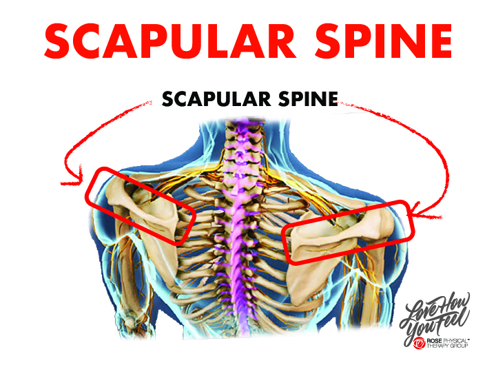 Back & Neck Pain, Capitol Physical Therapy