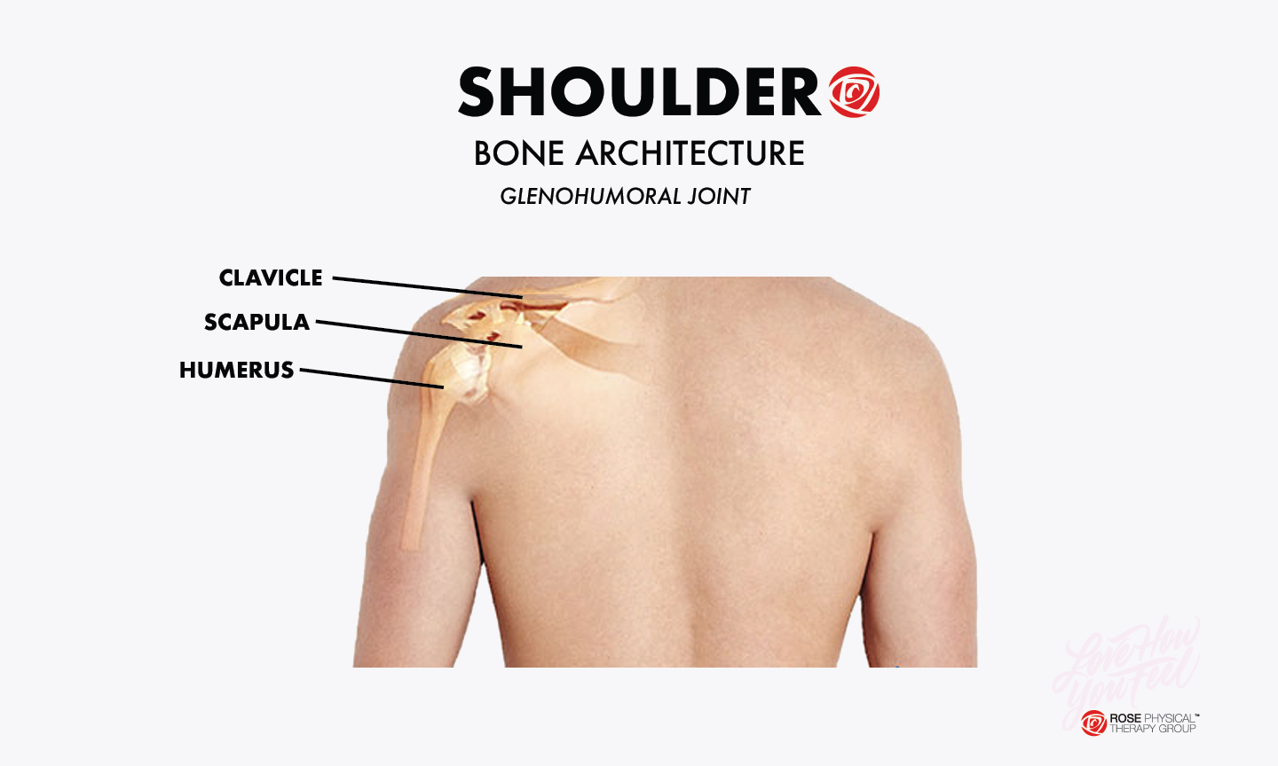 bones in the shoulder washington dc