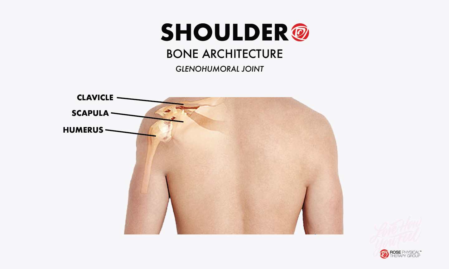 Physical therapy to avoid rotator cuff injuries in your shoulder Rose